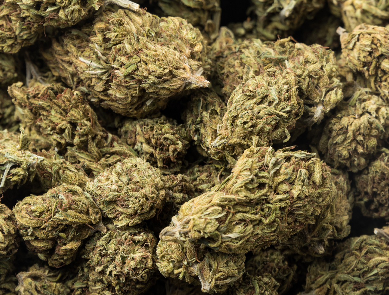 APEX 7: Organic Kill Step for Cannabis Mold